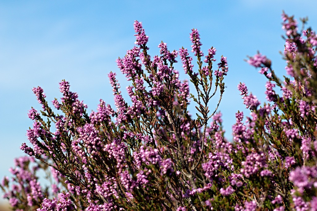 kalmhoutese heide hei hdr natuurgebied natuur landschap natuurpark natuurreservaat wandelen heidegebied bossen vennen